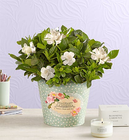 Fragrant Gardenia™